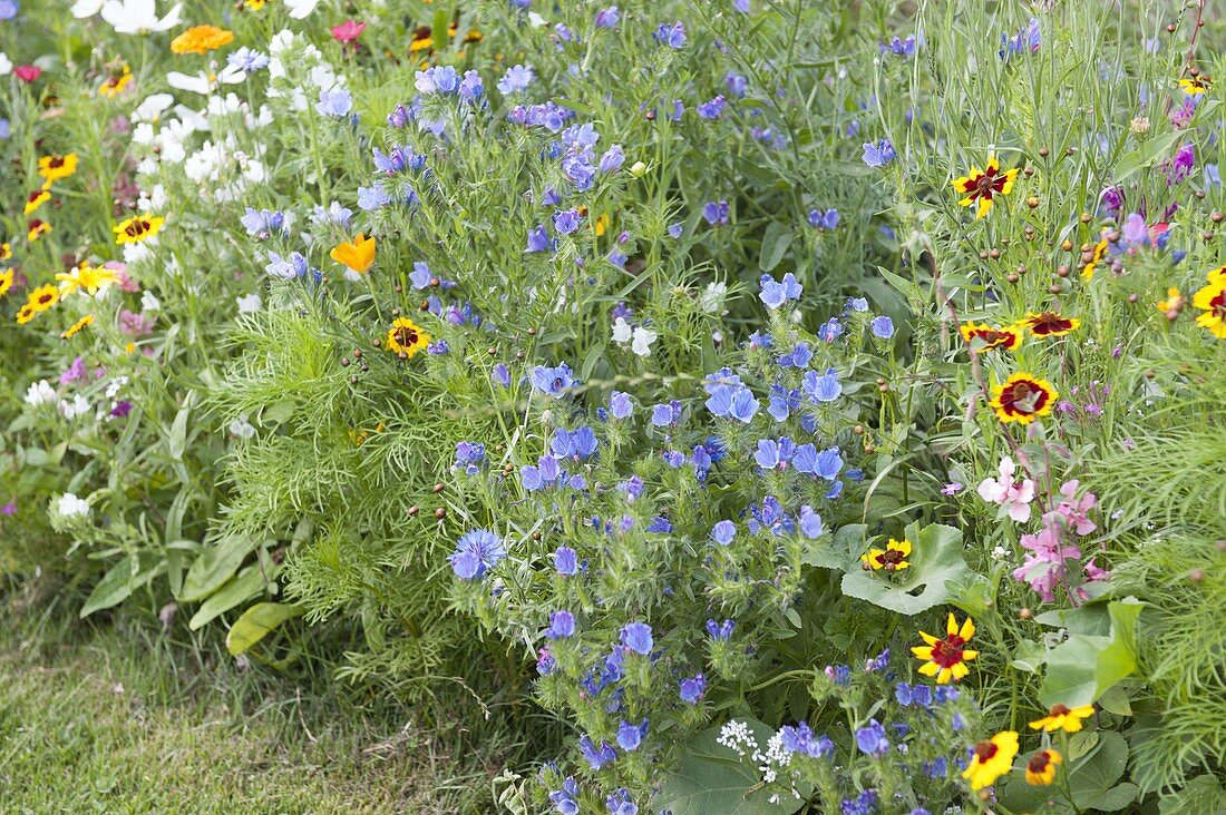 Summer borders of annual summer flowers