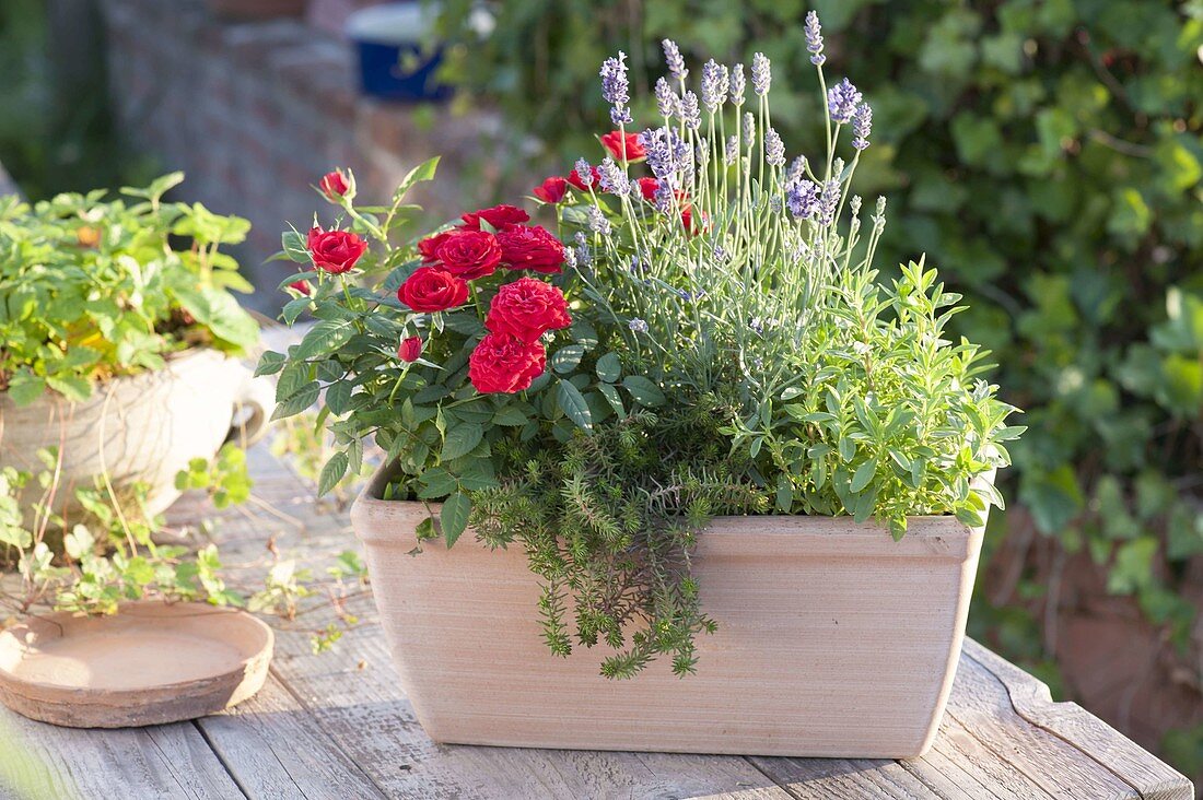 Terrakottakasten mit Rosa (Minirose, Topfrose), Lavendel (Lavandula)