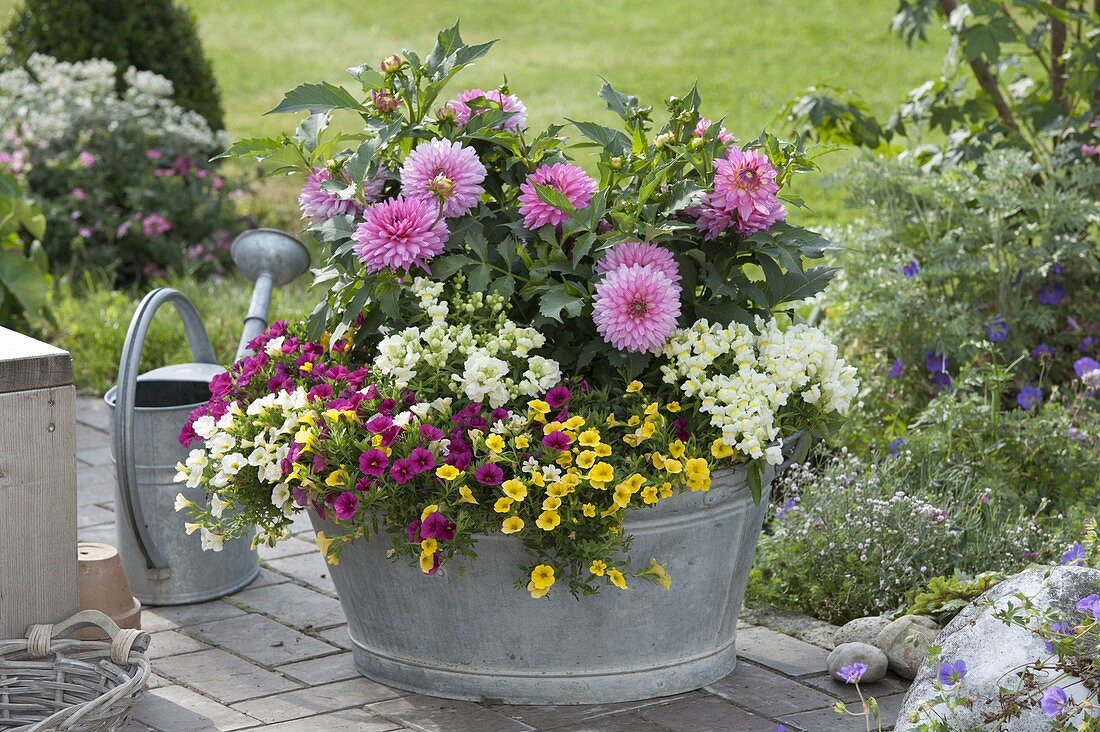 Zinc tub with Dahlia (dahlias), Antirrhinum (snapdragons)