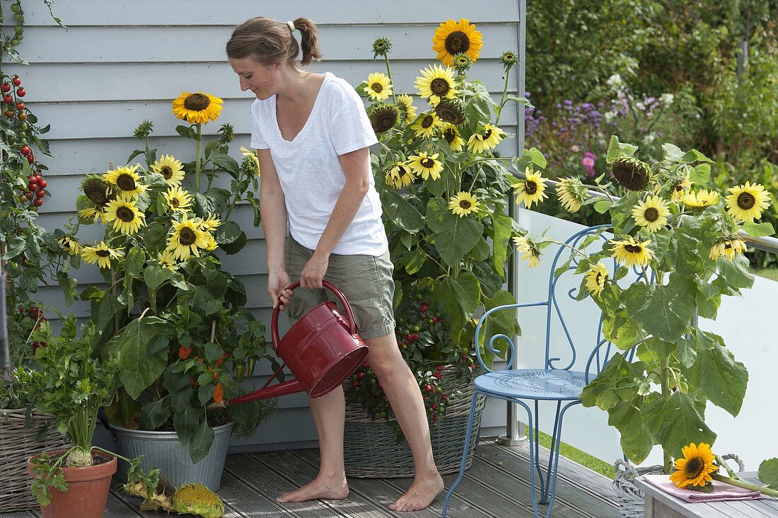 Sunflower balcony: Helianthus 'Garden Statement', 'Sonja'