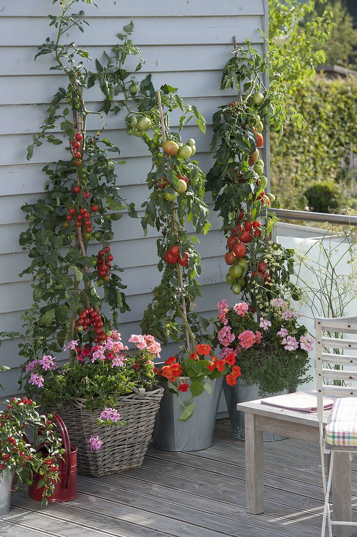 Snacking terrasse with tomatoes underplanted with Pelargonium