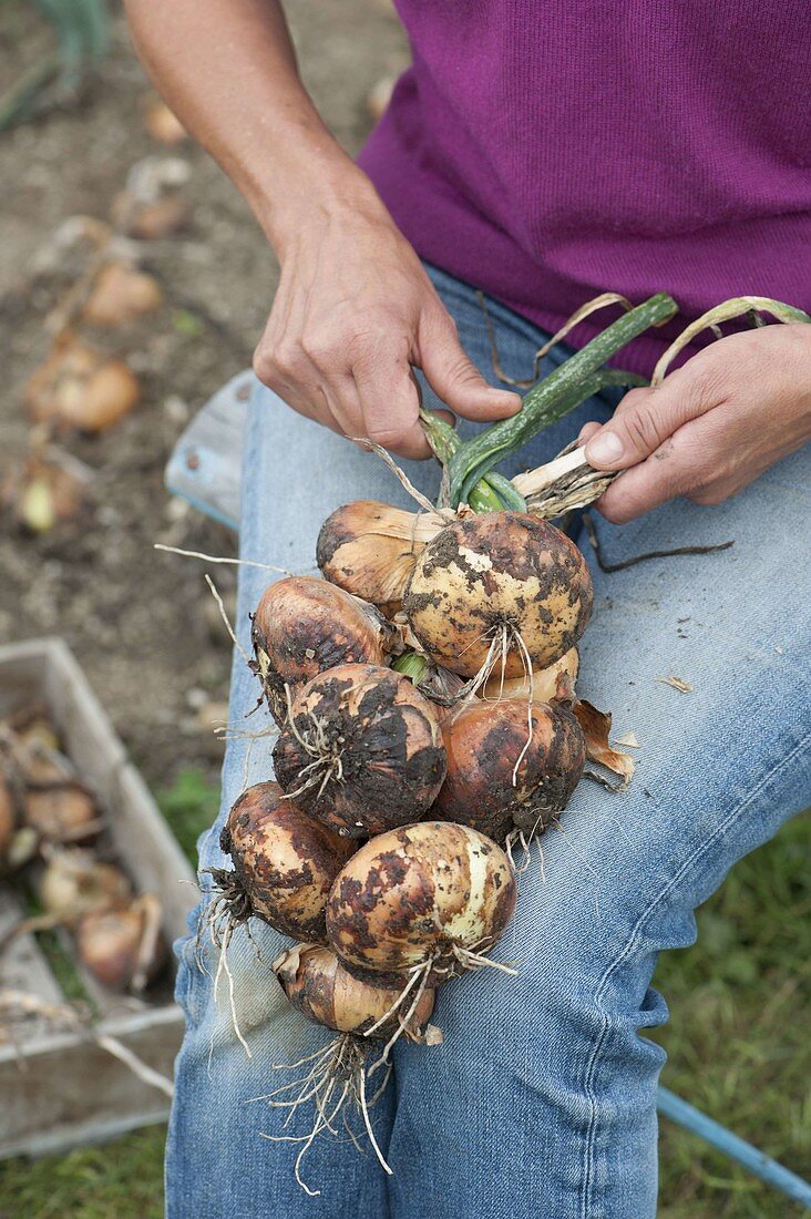 Harvesting onions and braising onion braids