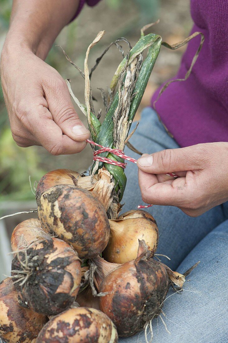 Harvesting onions and weaving onion braids