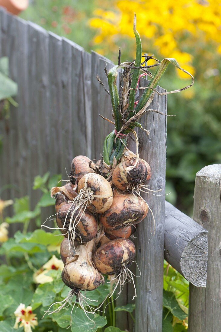 Harvesting onions and braiding onion plaits