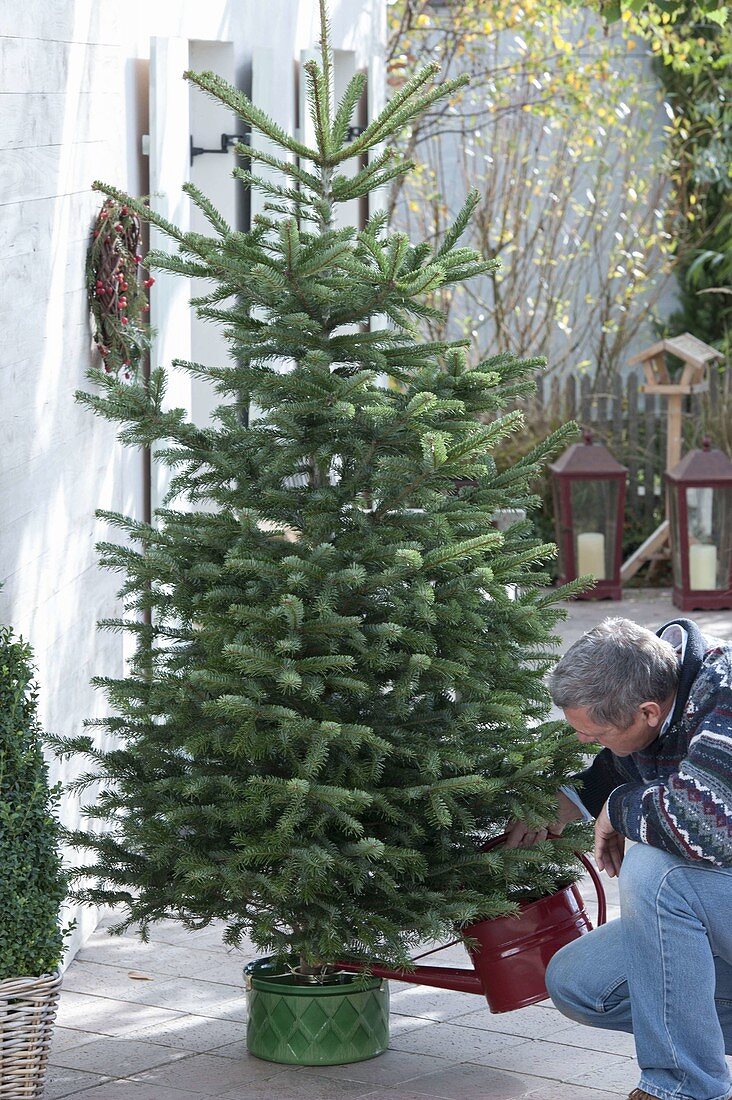 Putting Christmas tree in stand and decorate it