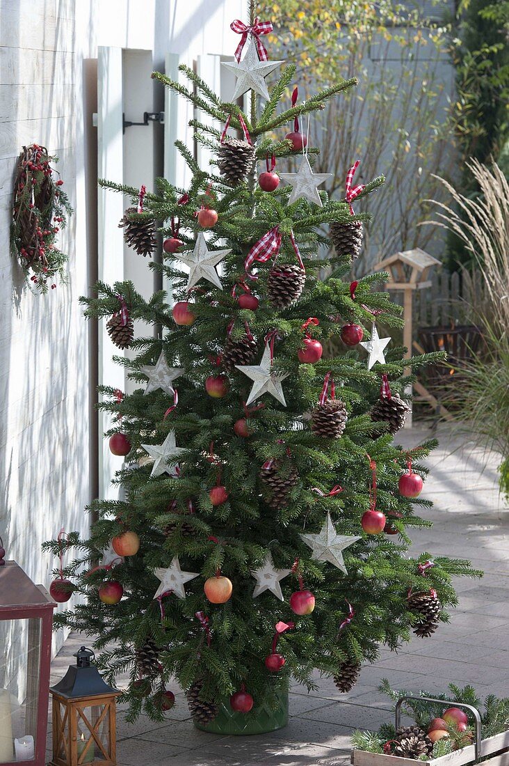 Christmas tree placed in stand and decorated