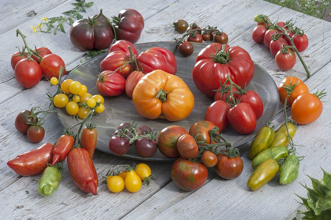 Tomato tableau of different colours and shapes