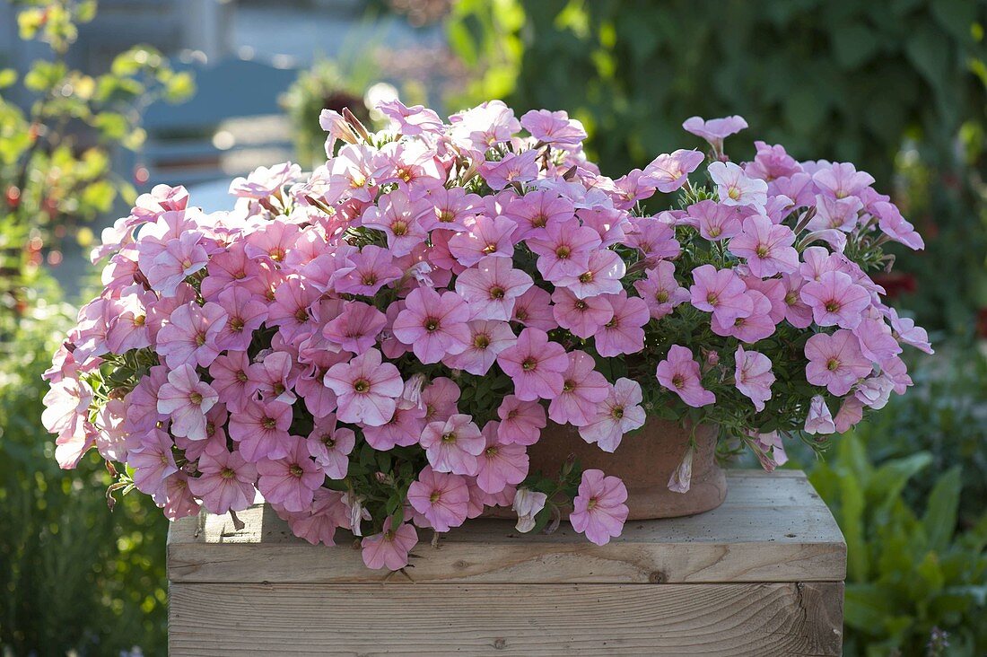 Petunia Bingo 'Peachy Keen' (Petunia)