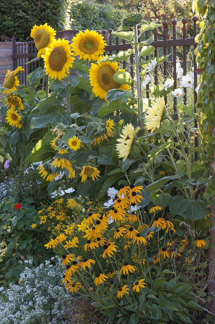Helianthus annuus 'Sunrich Gold' Garden Statement '(Sunflowers)