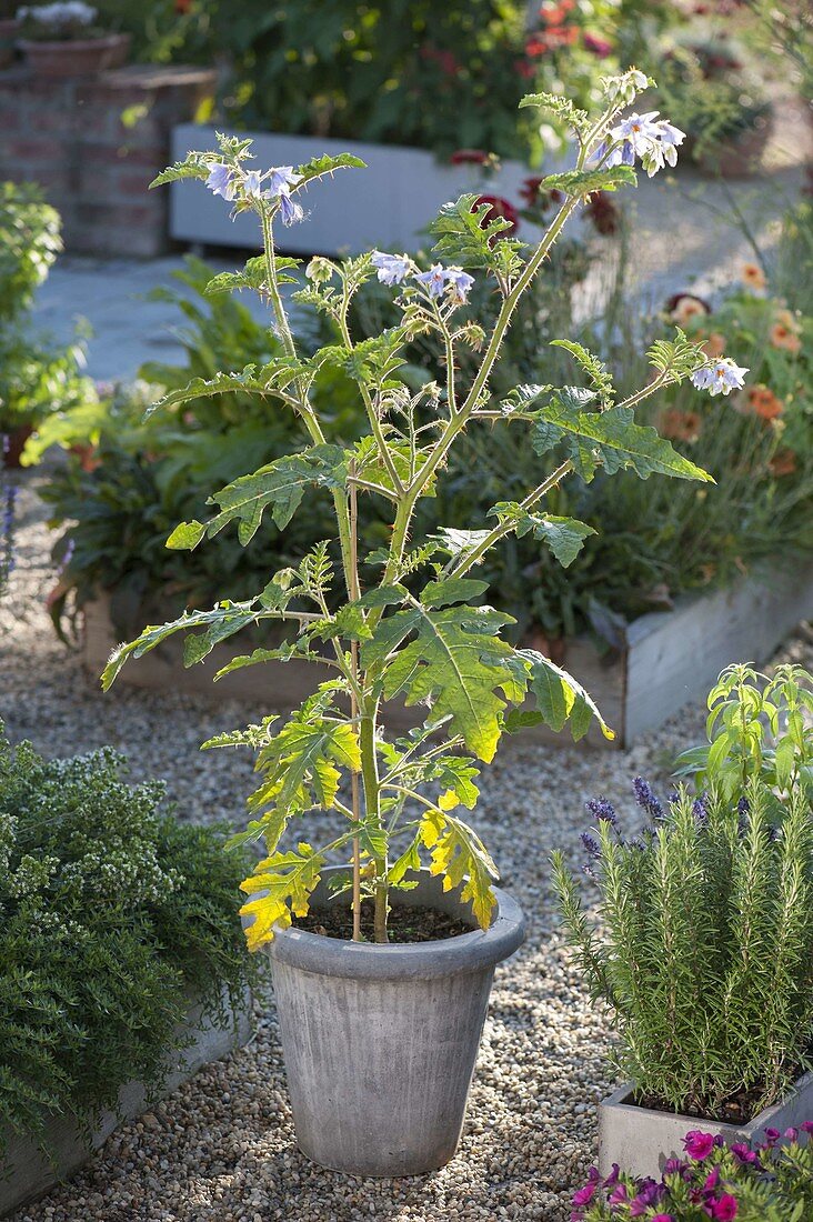 Lychee tomato (Solanum sisymbriifolium)