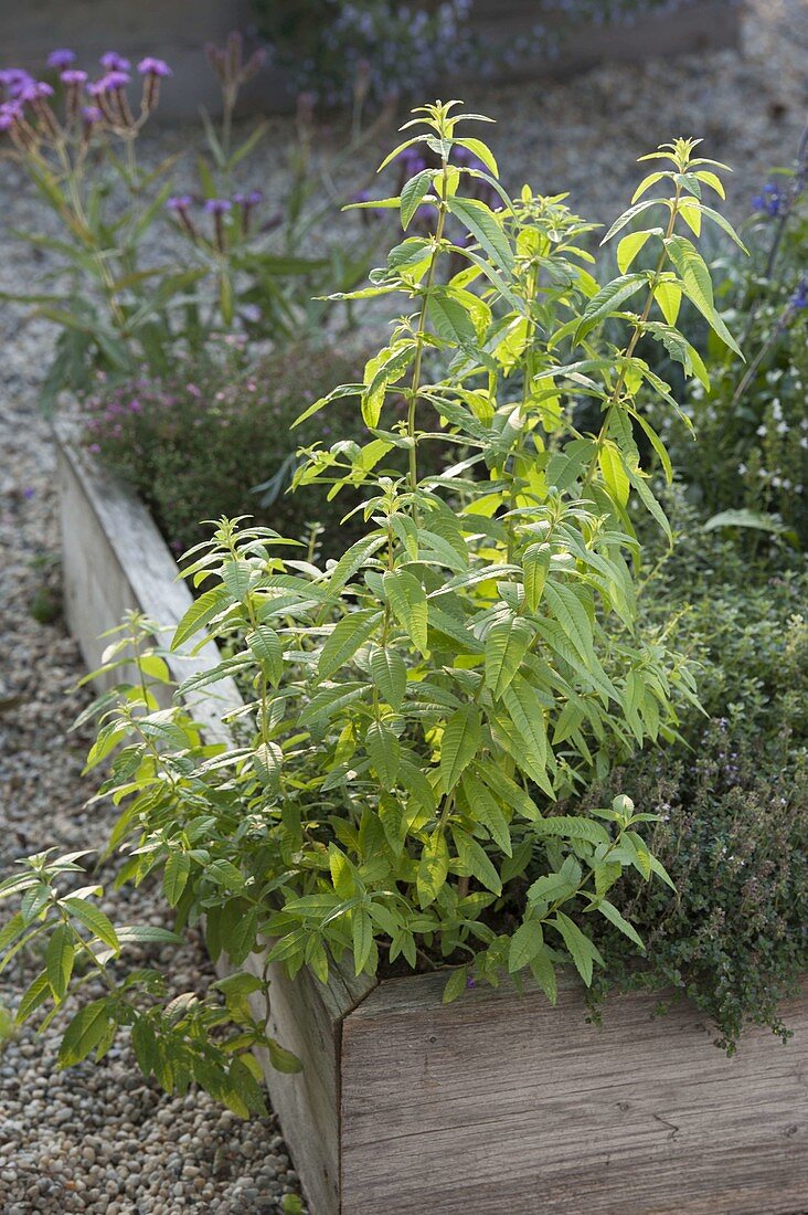 Lemon verbena, verveine (Aloysia triphylla) in bed with wooden border