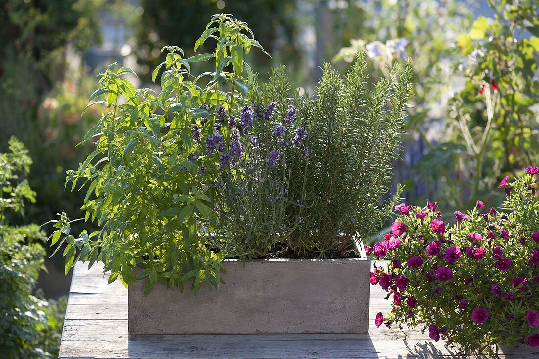 Grey balcony box with lemon verbena, Vervaine