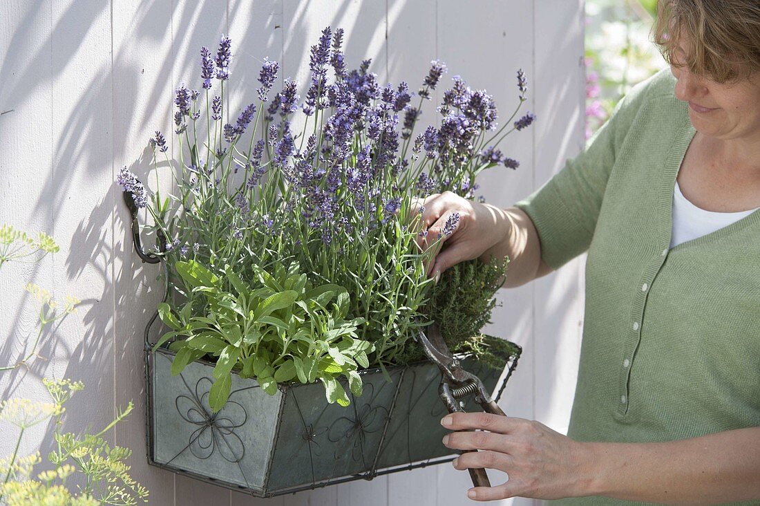 Metal box with lavender 'Hidcote Blue' (Lavandula), sage (Salvia)