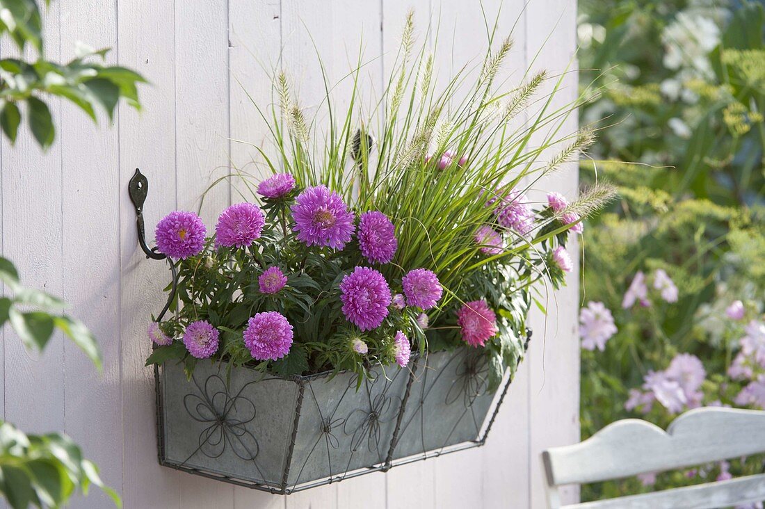 Callistephus (Sommerastern) mit Pennisetum