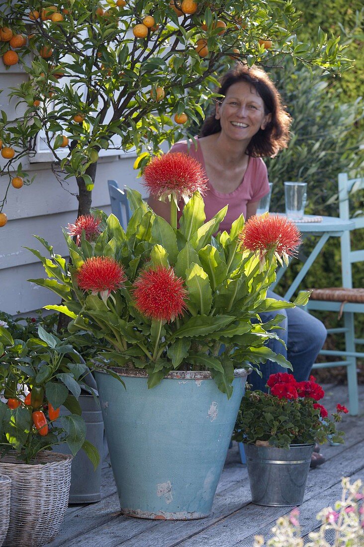 Tropical plant: Haemanthus multiflorus (blood flower)