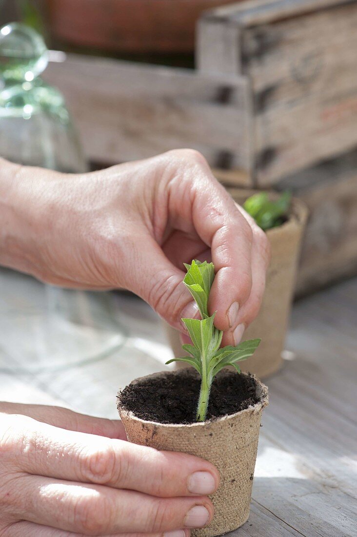 Propagating Stevia by cuttings