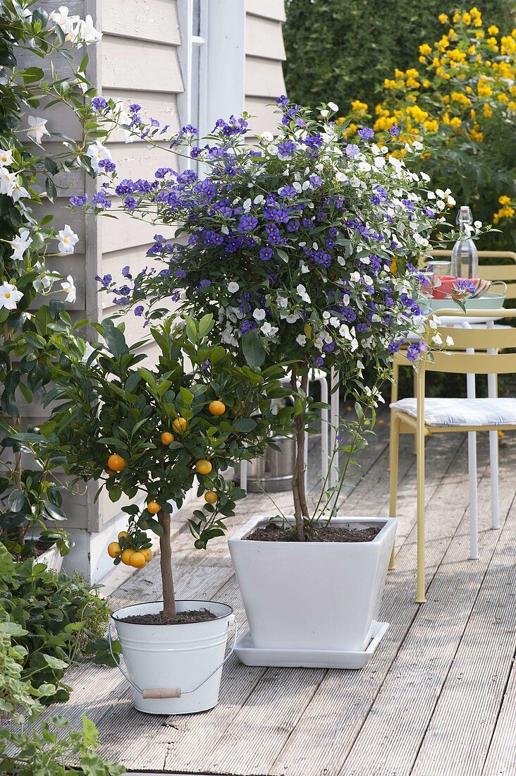 Bicoloured Solanum rantonnetii 'Bayernenzian' (gentian tree)