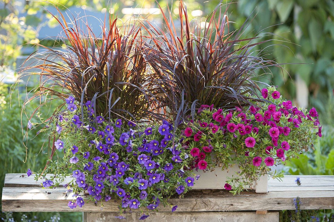 Box with Calibrachoa Celebration 'X-Treme Blue' Purple Rain