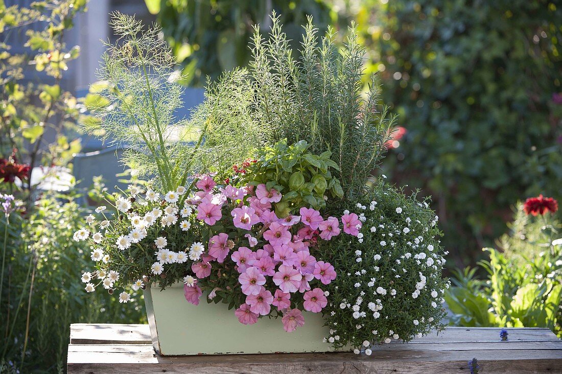 Grüner Balkonkasten mit Argyranthemum 'Ping Pong' (Margerite)