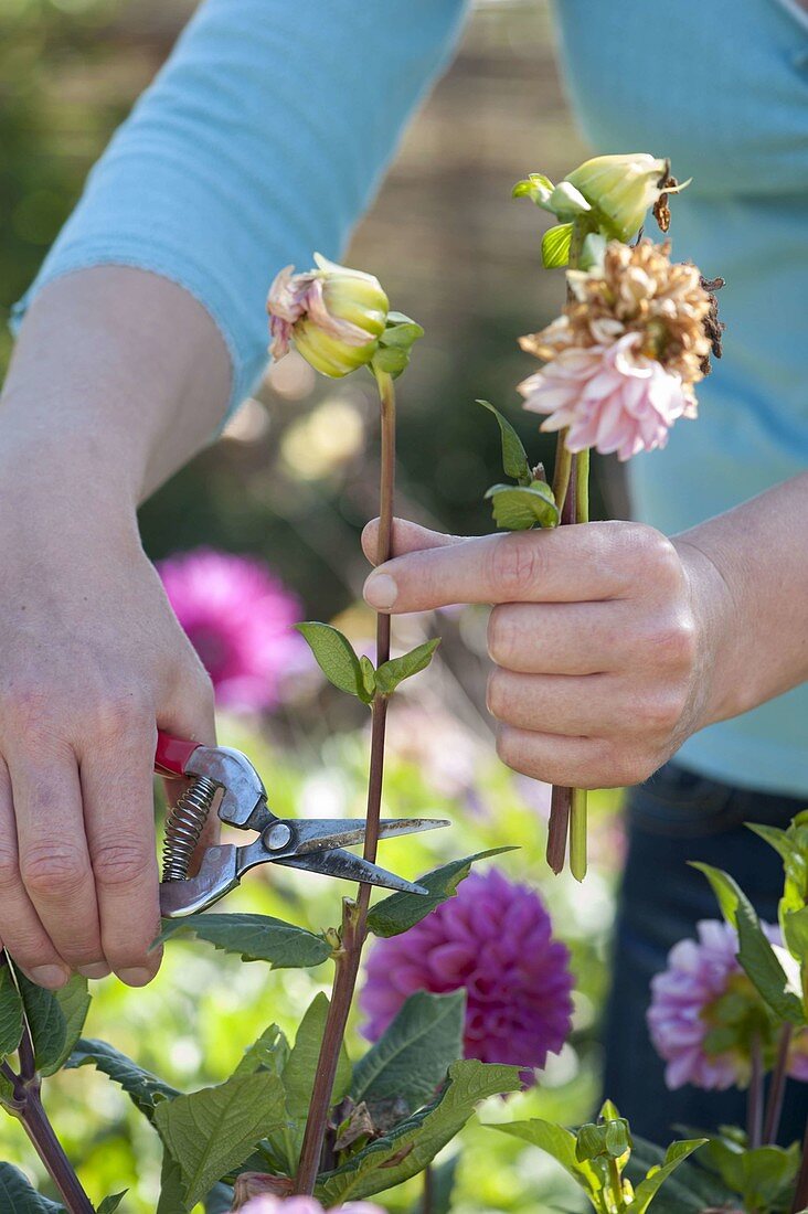 Frau schneidet verblühte Blüten von Dahlia (Dahlien) ab