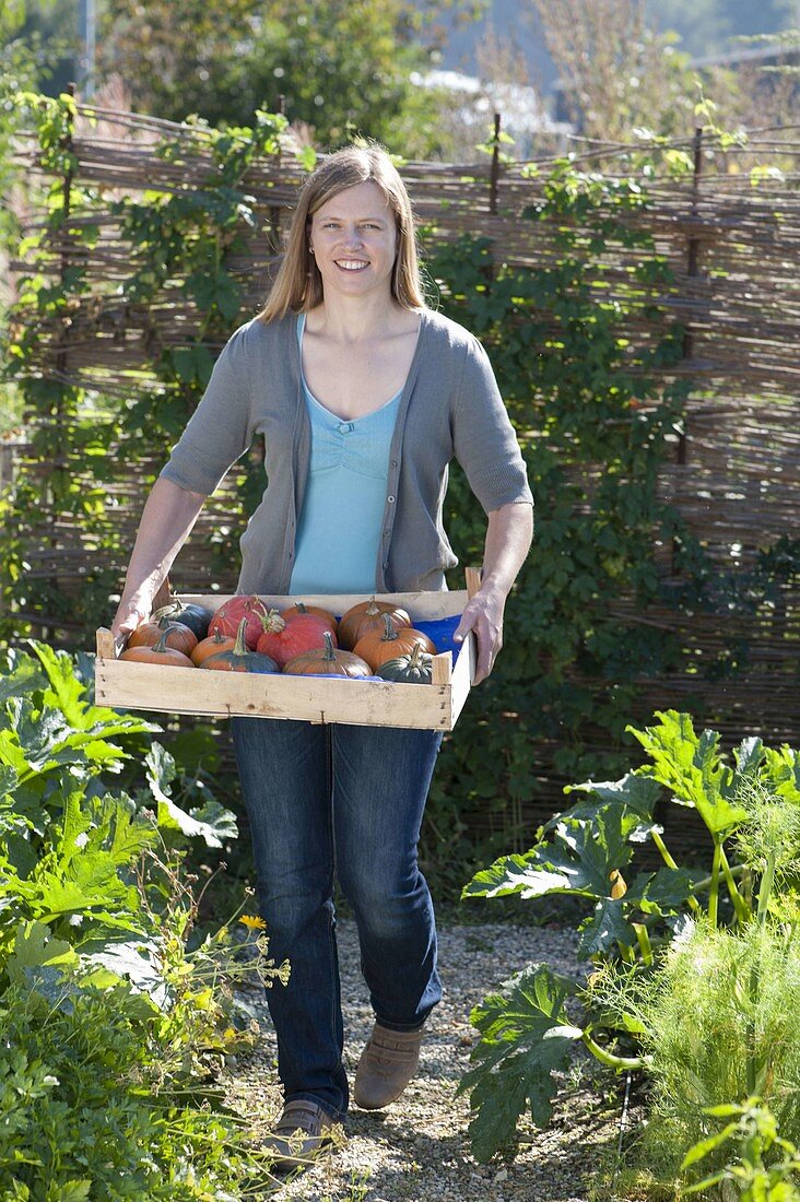 Frau mit frisch geernteten Kürbissen (Cucurbita) in Obststiege