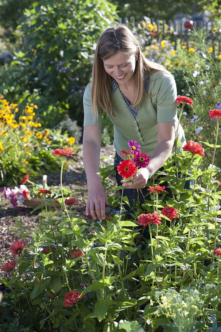 Frau schneidet Zinnia (Zinnien) für Strauss