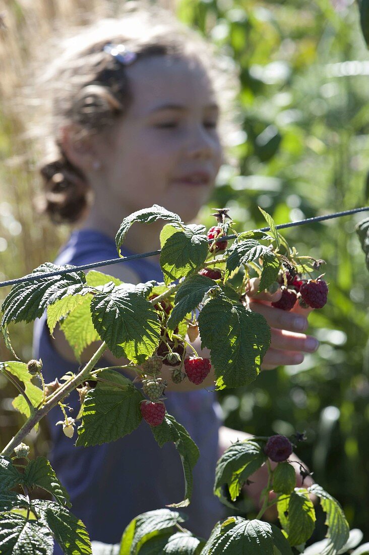 Girl picking raspberries (Rubus)