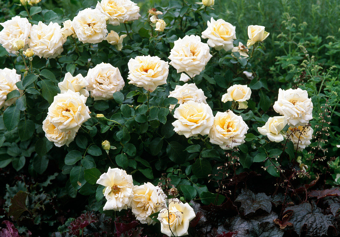 Rosa 'Ambiente' (Noack) (noble rose with good fragrance)