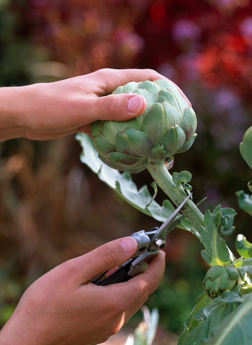 Cynara scolymus (Artischocke) ernten, bevor sich Blüte öffnet