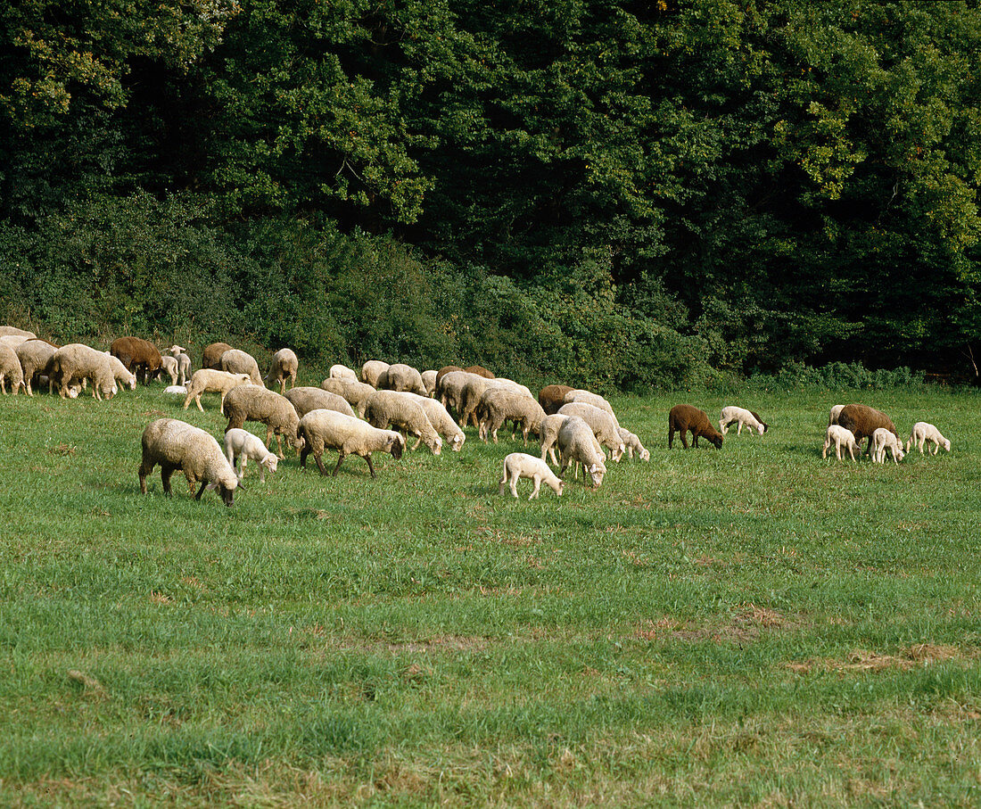 Sheep on pasture in summer