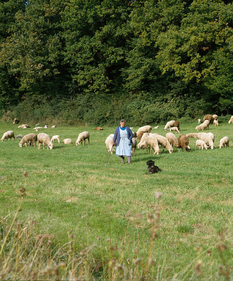 Schafe im Sommer auf der Weide