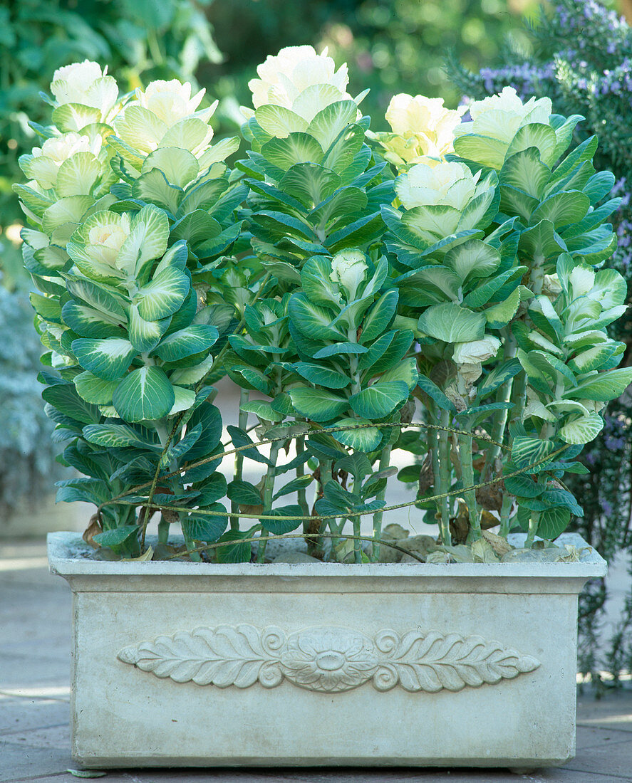 Brassica oleracea (ornamental cabbage) in the box