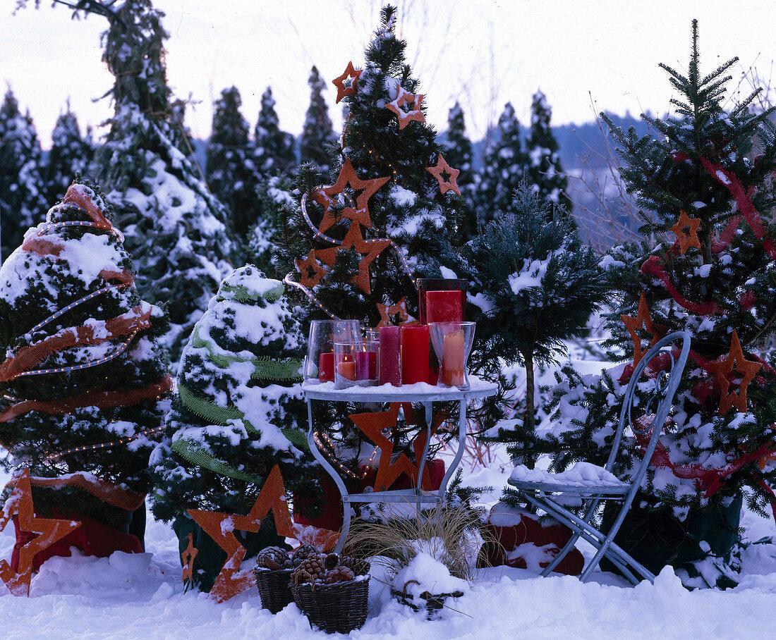 Snowy terrace with Picea (spruce), Abies (fir) and Pinus