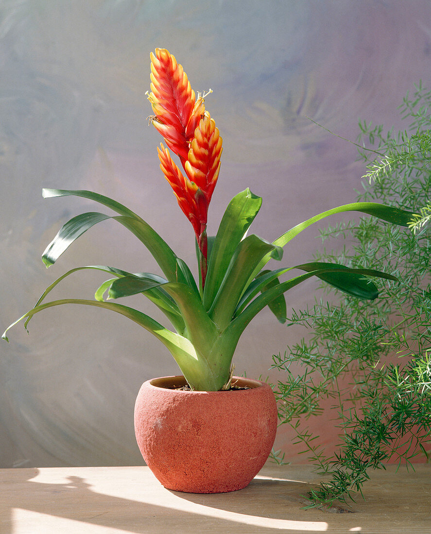 Vriesea hybrid