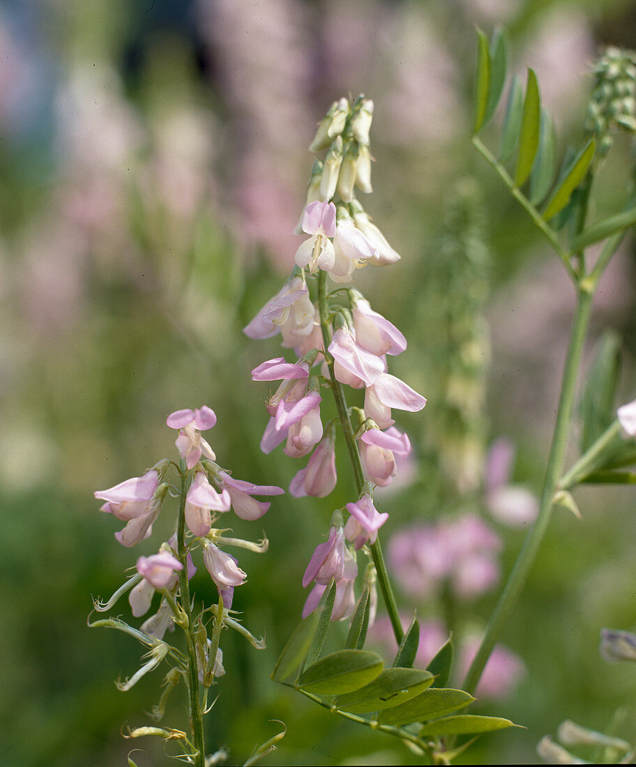 Galega officinalis (Goat's Rue)