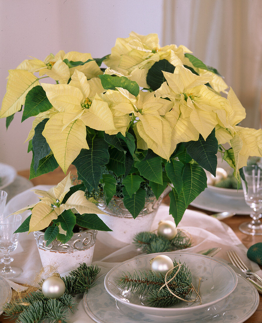 Euphorbia pulcherrima 'Lemon Snow' (Weihnachtssterne)