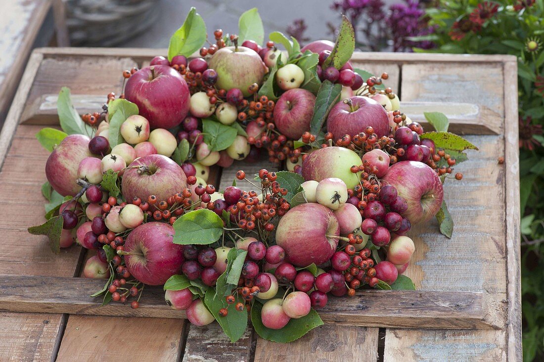 Fruechtekranz aus Äpfeln (Malus), Zieraepfeln und Rosa (Mini-Hagebutten)