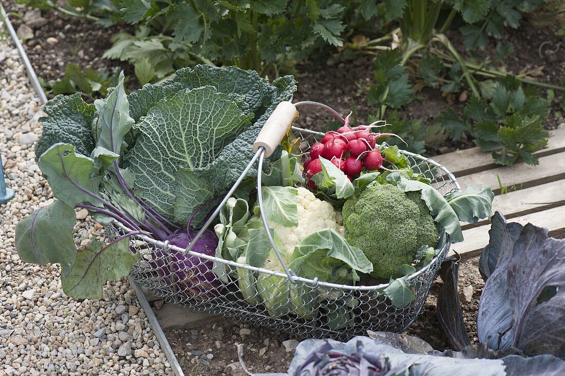 Wire basket with freshly harvested vegetables
