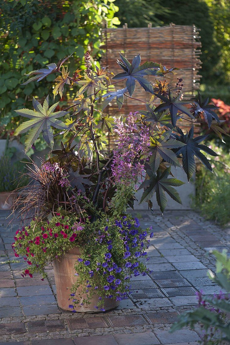 Terracotta pot with Ricinus communis (miracle tree), Calibrachoa