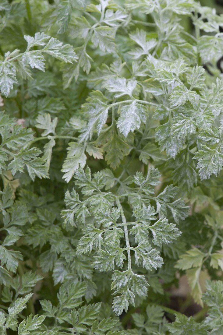 Echter Mehltau (Erysiphe) auf Kerbel (Anthriscus cerefolium)