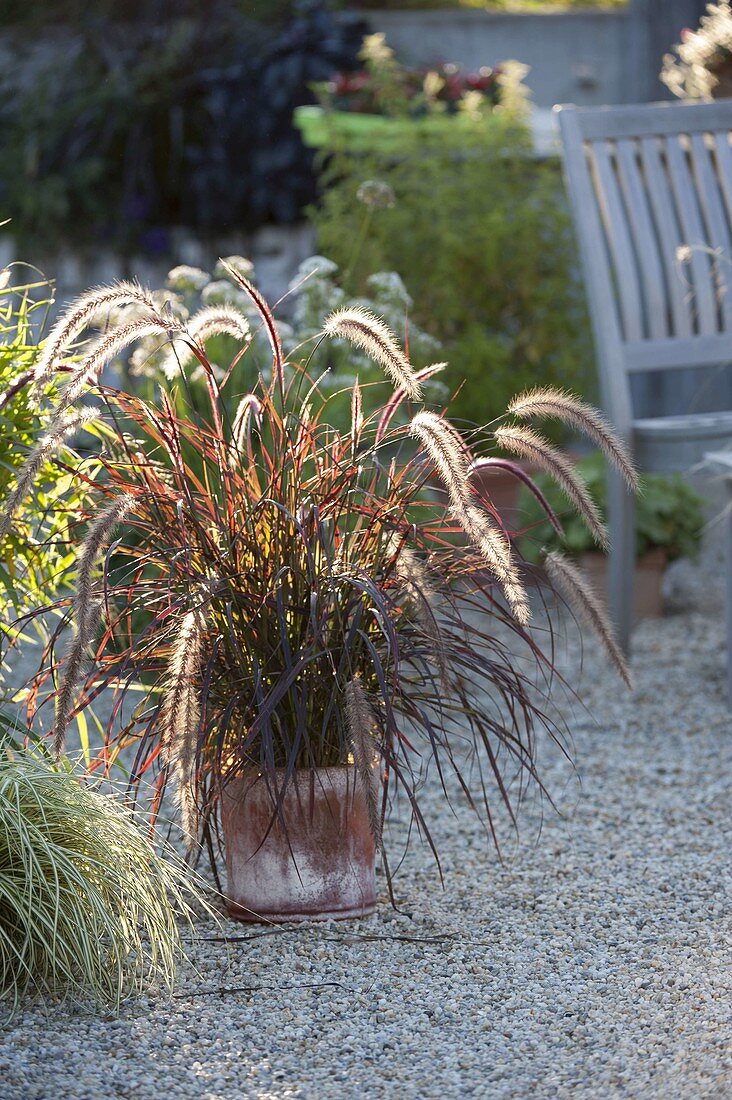 Pennisetum rubrum (Red feather bristle grass)