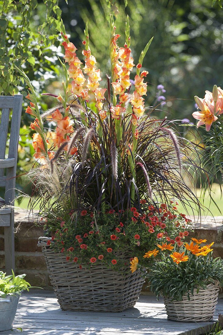 Baskets planted with gladiolus, pennisetum rubrum