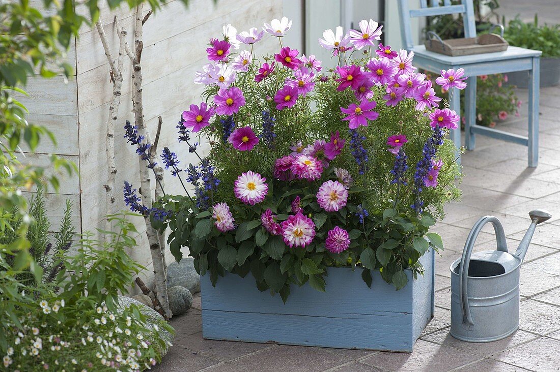 Blue box planted with Cosmos Sonata (jewel basket), Dahlia