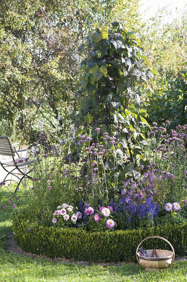 Black climbing bean 'Blauhilde' (Phaseolus) on trellis in round border