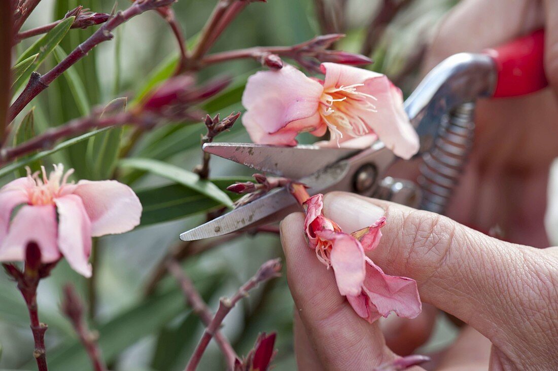 Cutting off oleander (Nerium oleander) blooming flowers