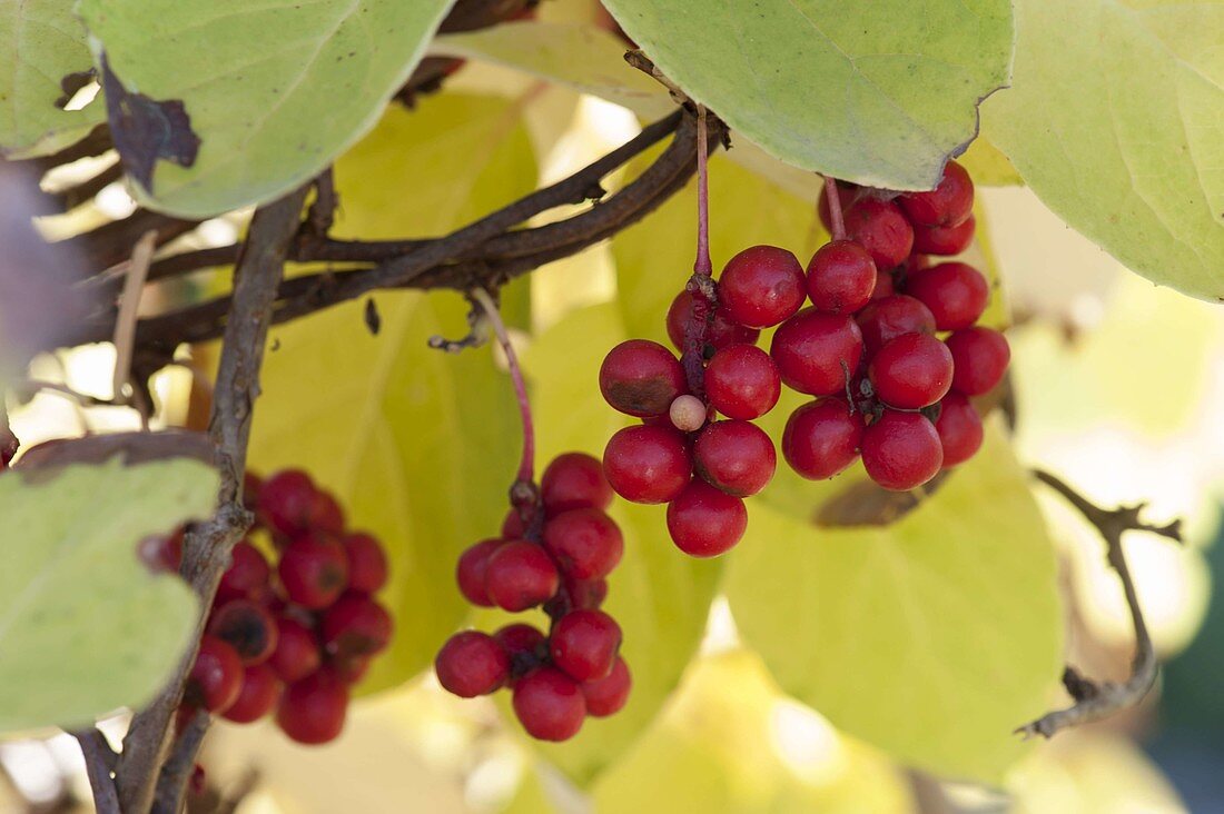 Vitalbeere 'Wu Wei Zi' (Schisandra chinensis)