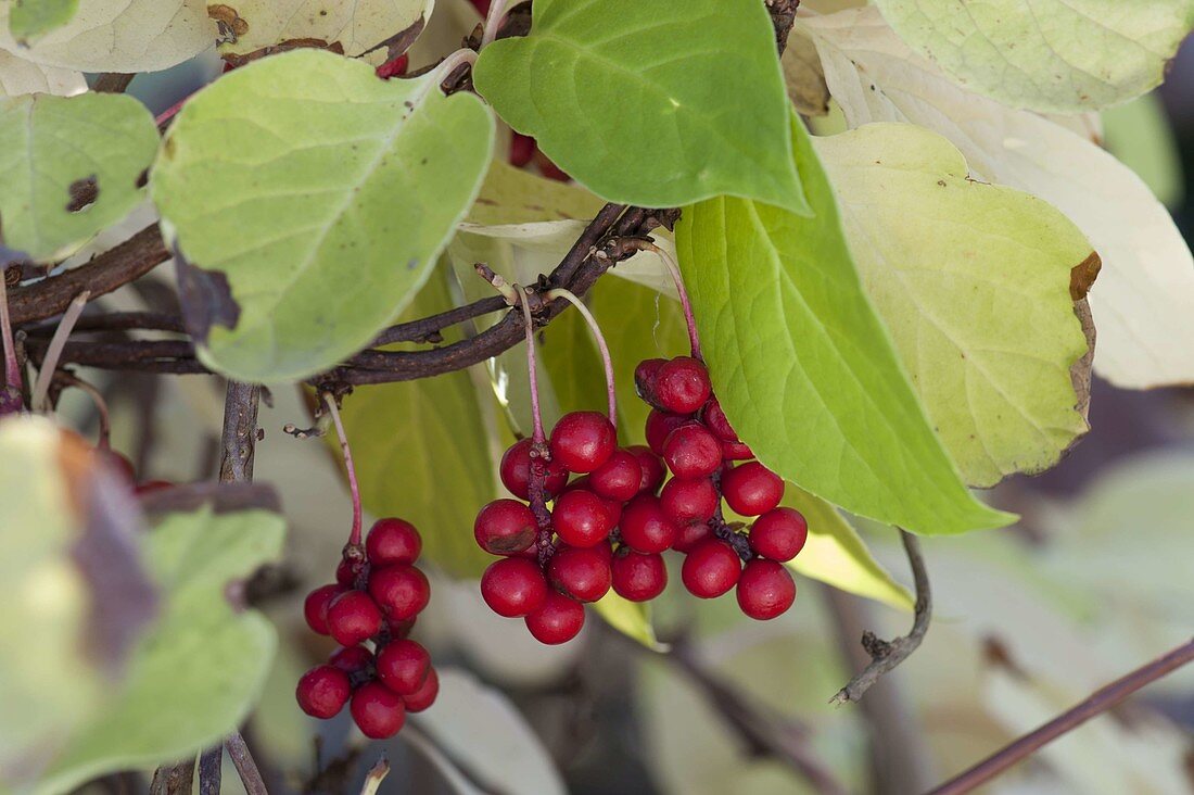 Pink berry 'Wu Wei Zi' (Schisandra chinensis)