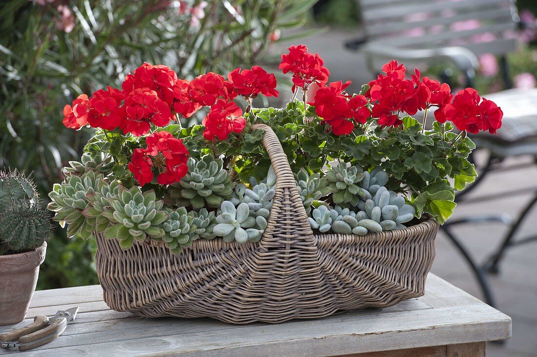 Basket with Pelargonium (geraniums), Echeveria and Sedum (stonecrop)