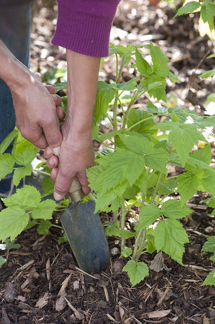 Propagating raspberries by runners