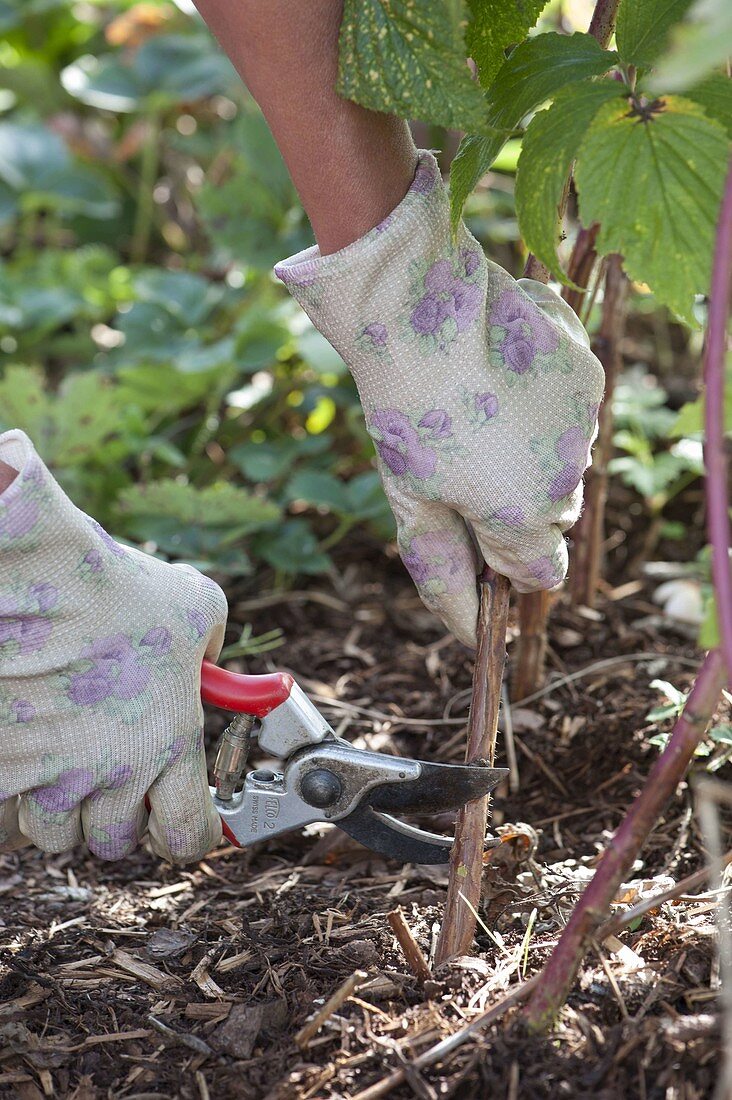 Cut off harvested raspberries near the soil